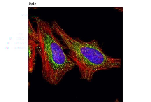Immunofluorescence Image 1: Succinyl-CoA Synthetase (D8A11) Rabbit Monoclonal Antibody