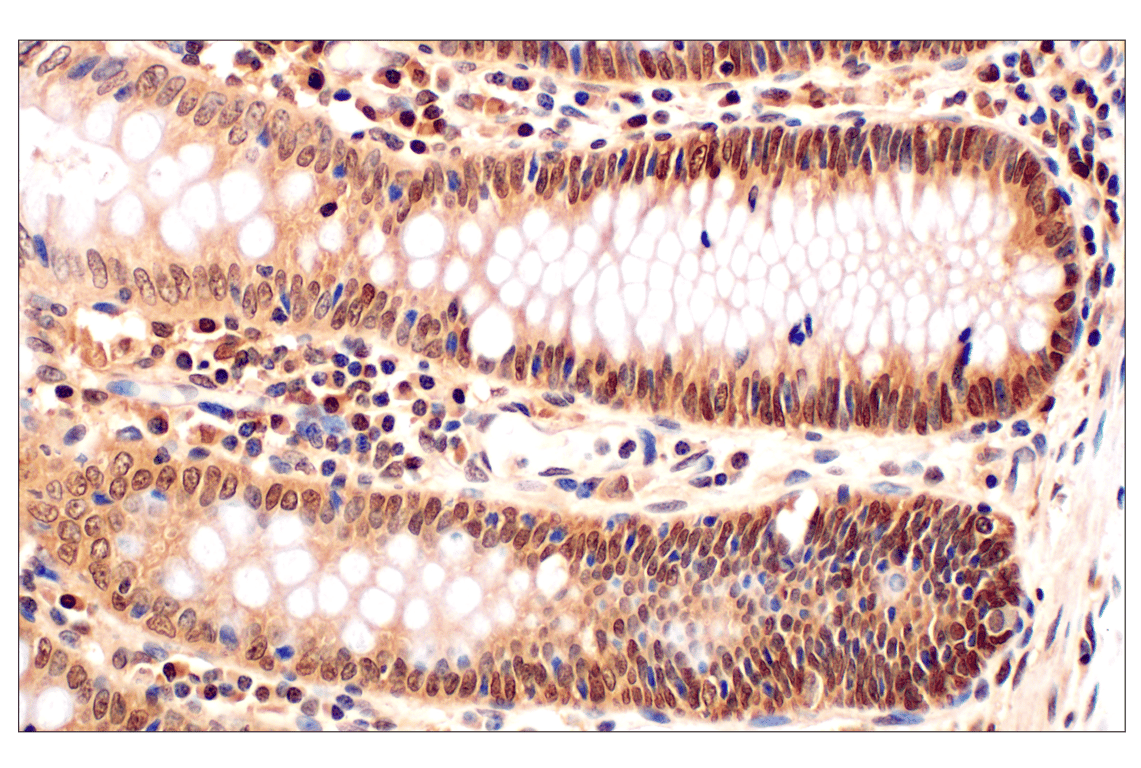 Immunohistochemistry Image 9: MTAP (E5R1I) Rabbit Monoclonal Antibody (BSA and Azide Free)