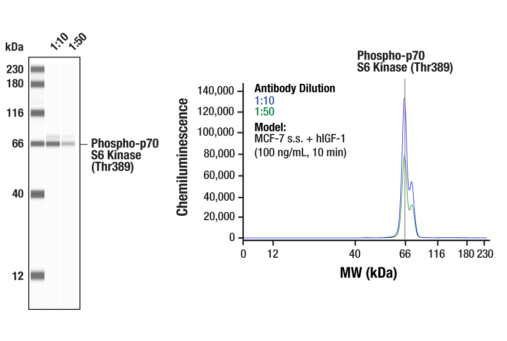 Western Blotting Image 1: Phospho-p70 S6 Kinase (Thr389) Antibody