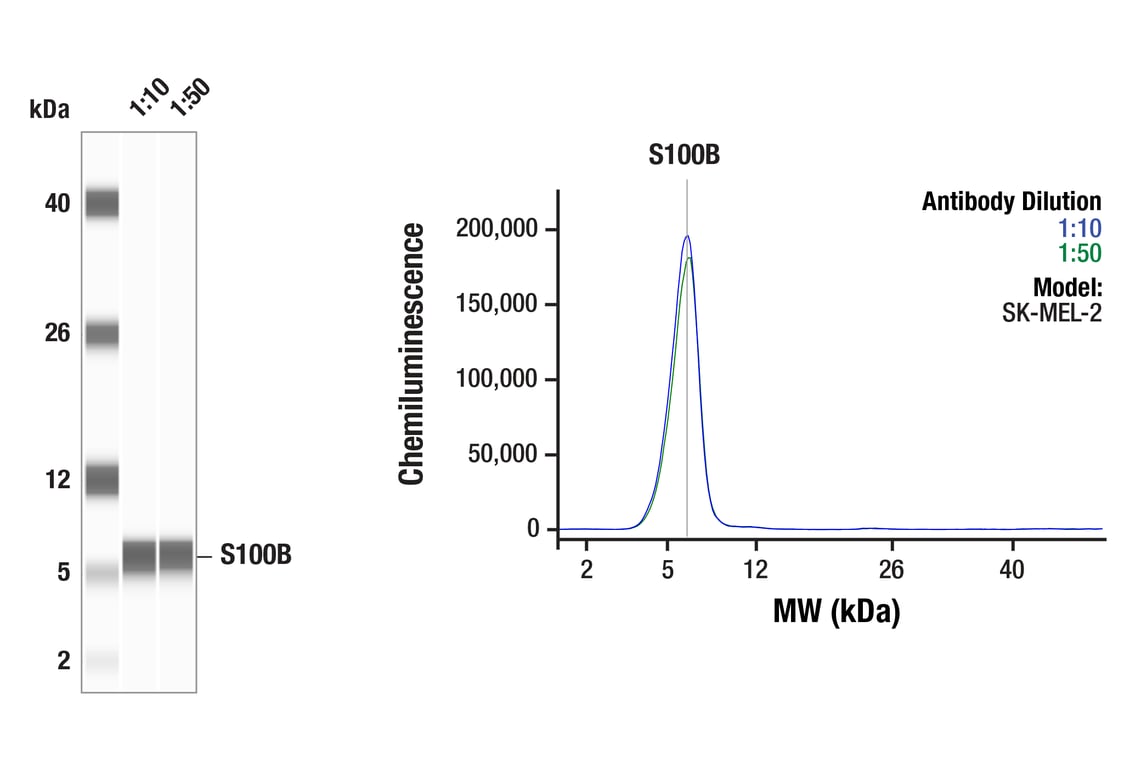 Western Blotting Image 1: S100B (E7C3A) Rabbit Monoclonal Antibody