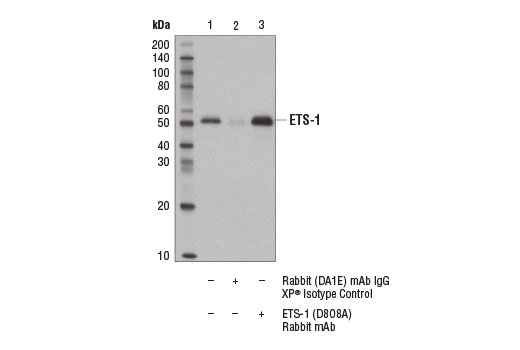 Immunoprecipitation Image 1: ETS-1 (D8O8A) Rabbit Monoclonal Antibody