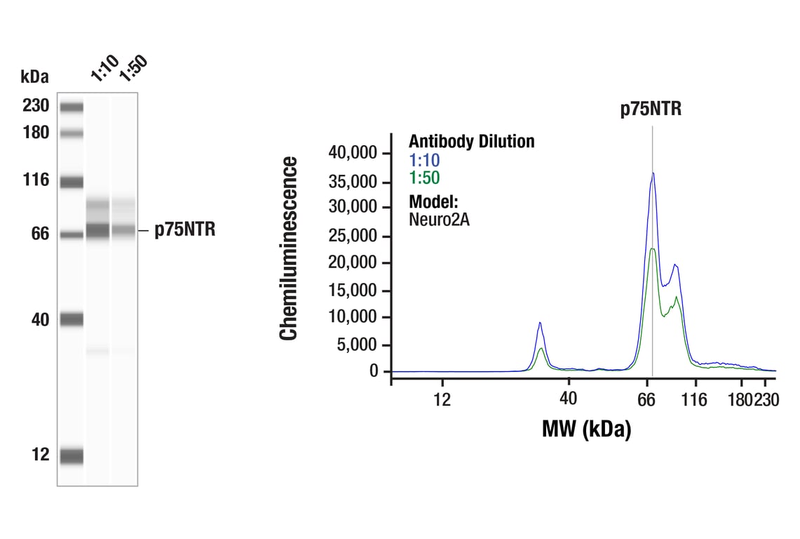 Western Blotting Image 1: p75NTR (F2L9S) Rabbit Monoclonal Antibody