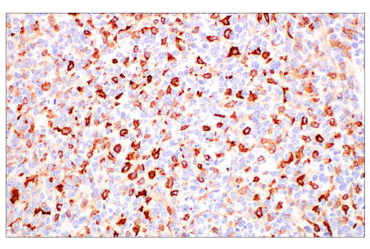 Immunohistochemistry Image 1: FcRn (E4D5I) Rabbit Monoclonal Antibody