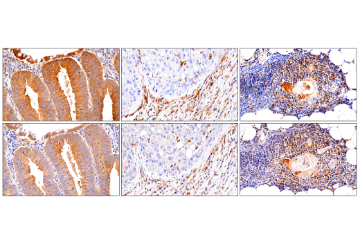 Immunohistochemistry Image 1: RIP3 (E7A7F) Rabbit Monoclonal Antibody