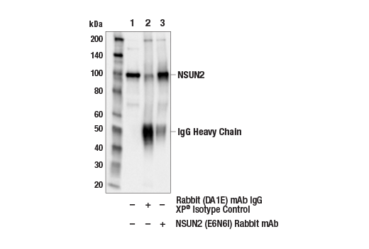 Immunoprecipitation Image 1: NSUN2 (E6N6I) Rabbit Monoclonal Antibody