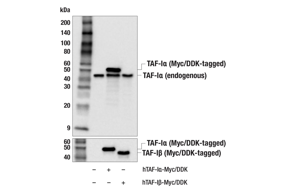 Western Blotting Image 2: TAF-I alpha (F3E2E) Rabbit Monoclonal Antibody