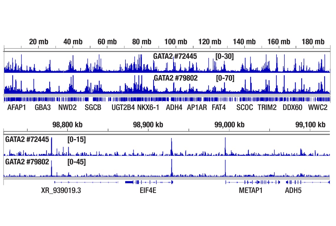CUT & RUN Image 2: GATA-2 (E9T6F) Rabbit Monoclonal Antibody