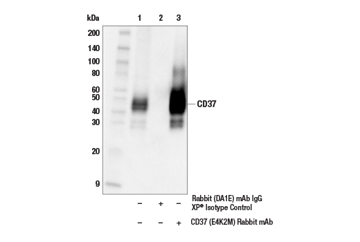 Immunoprecipitation Image 1: CD37 (E4K2M) Rabbit Monoclonal Antibody