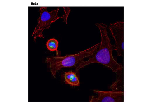 Immunofluorescence Image 1: Aurora A (1F8) Mouse Monoclonal Antibody