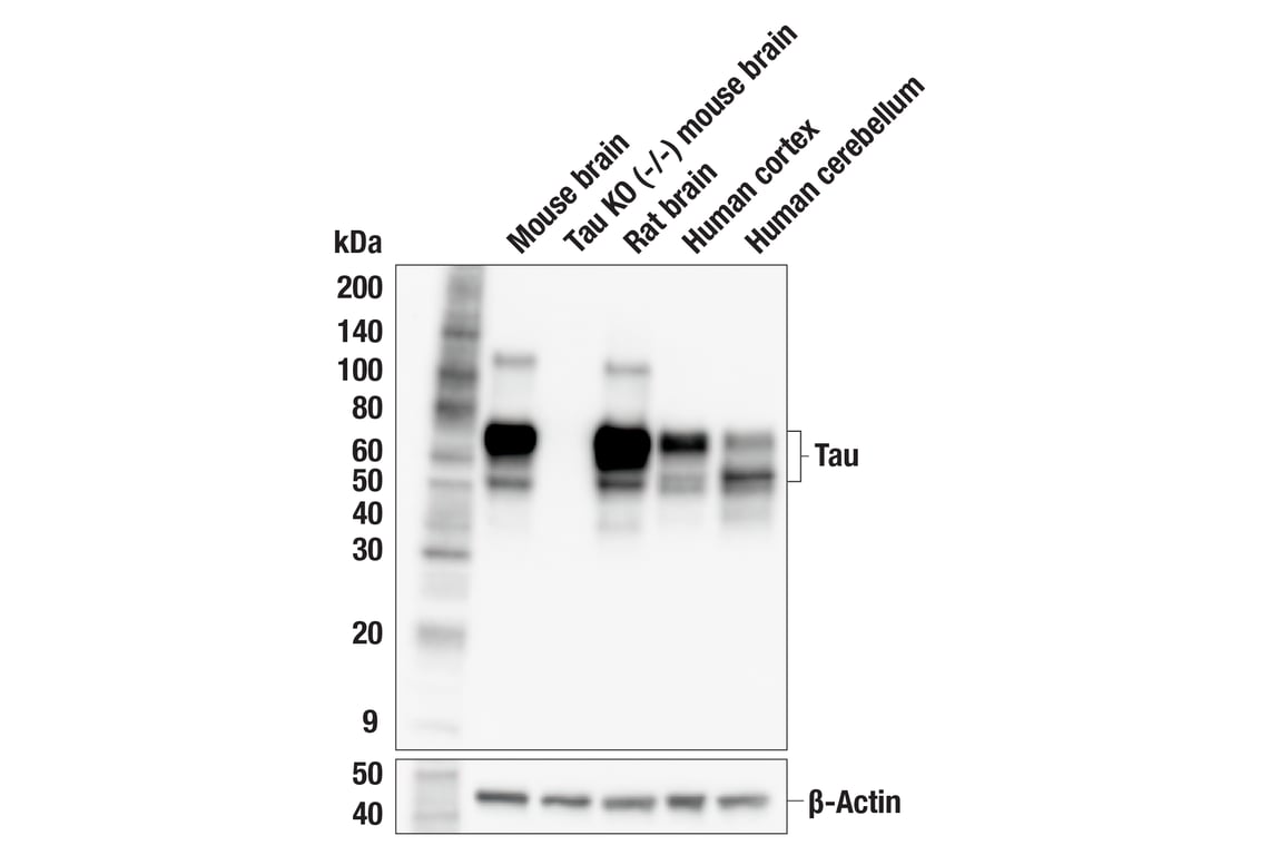 Western Blotting Image 2: Tau (E5G6B) Rabbit Monoclonal Antibody (BSA and Azide Free)