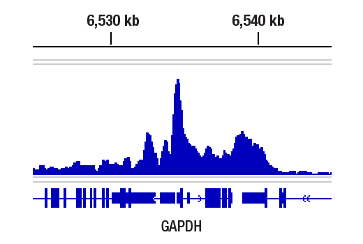 Chromatin Immunoprecipitation Image 1: Rpb1 CTD (4H8) Mouse Monoclonal Antibody