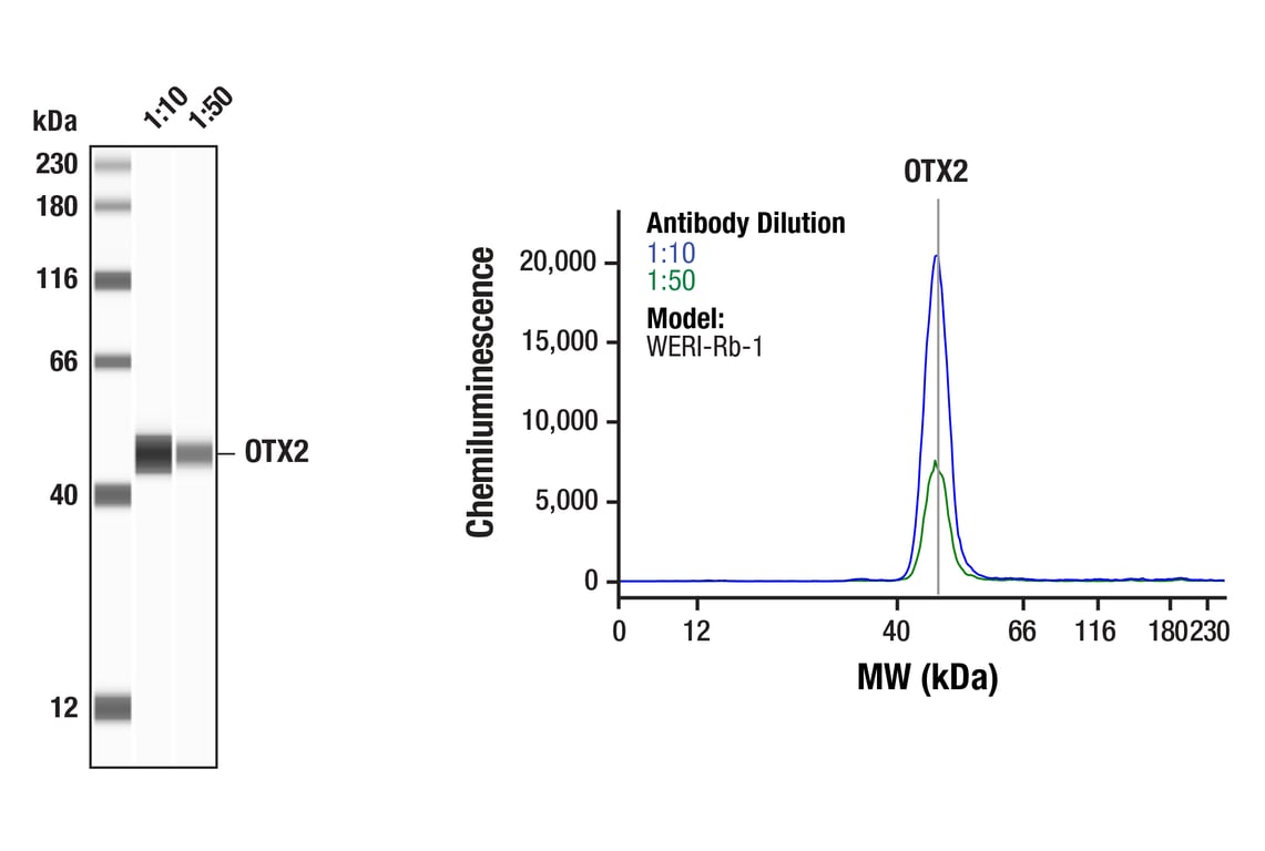 Western Blotting Image 1: OTX2 (D7Y3J) Rabbit Monoclonal Antibody