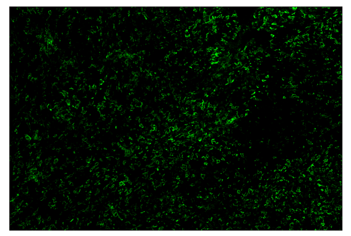 Immunohistochemistry Image 2: F4/80 (D2S9R) & CO-0042-488 SignalStar<sup>™</sup> Oligo-Antibody Pair