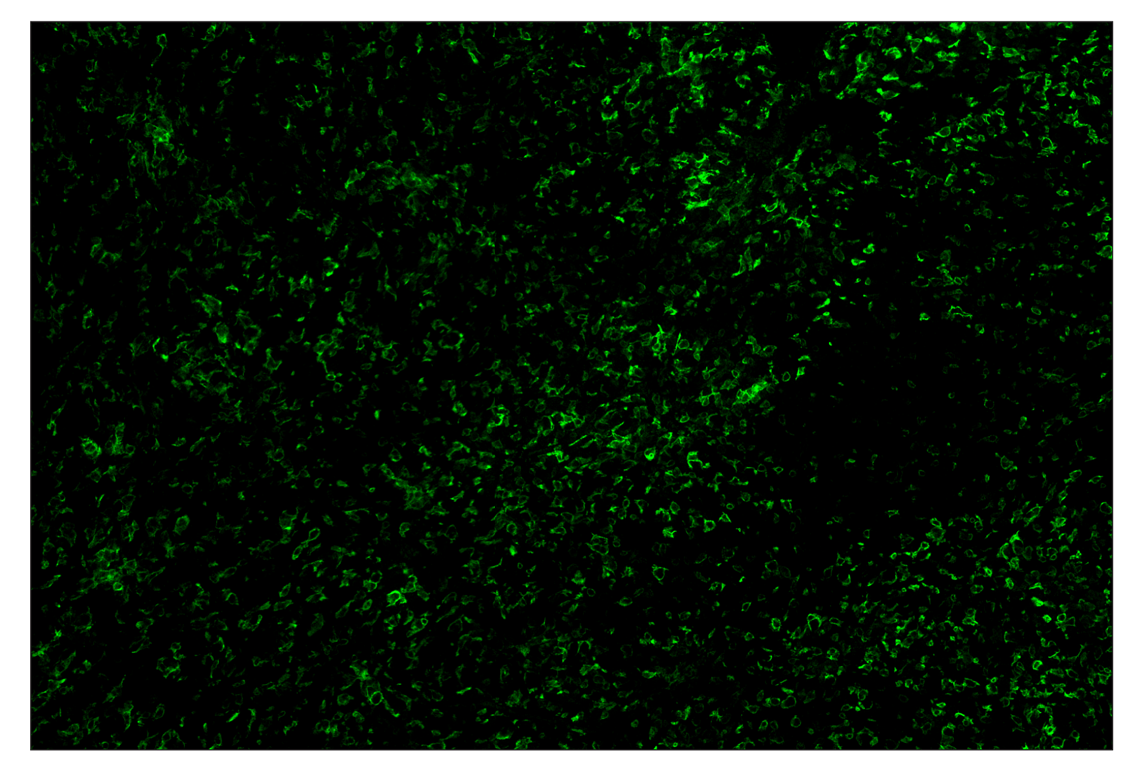 Immunohistochemistry Image 2: F4/80 (D2S9R) & CO-0042-594 SignalStar<sup>™</sup> Oligo-Antibody Pair