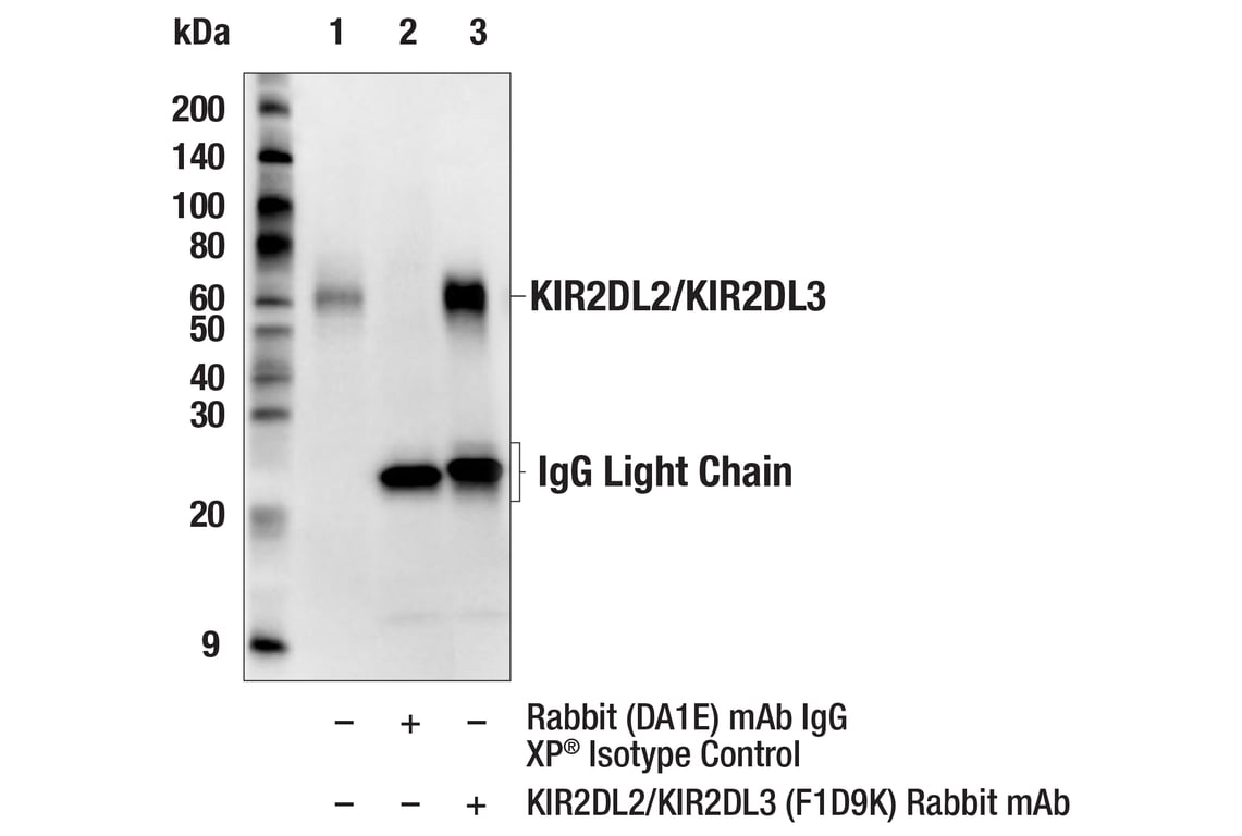 Immunoprecipitation Image 1: KIR2DL2/KIR2DL3 (F1D9K) Rabbit Monoclonal Antibody