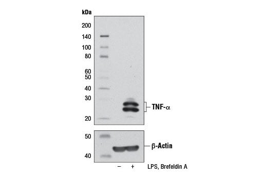 Western Blotting Image 1: TNF-α (D2D4) XP<sup>®</sup> Rabbit mAb (BSA and Azide Free)