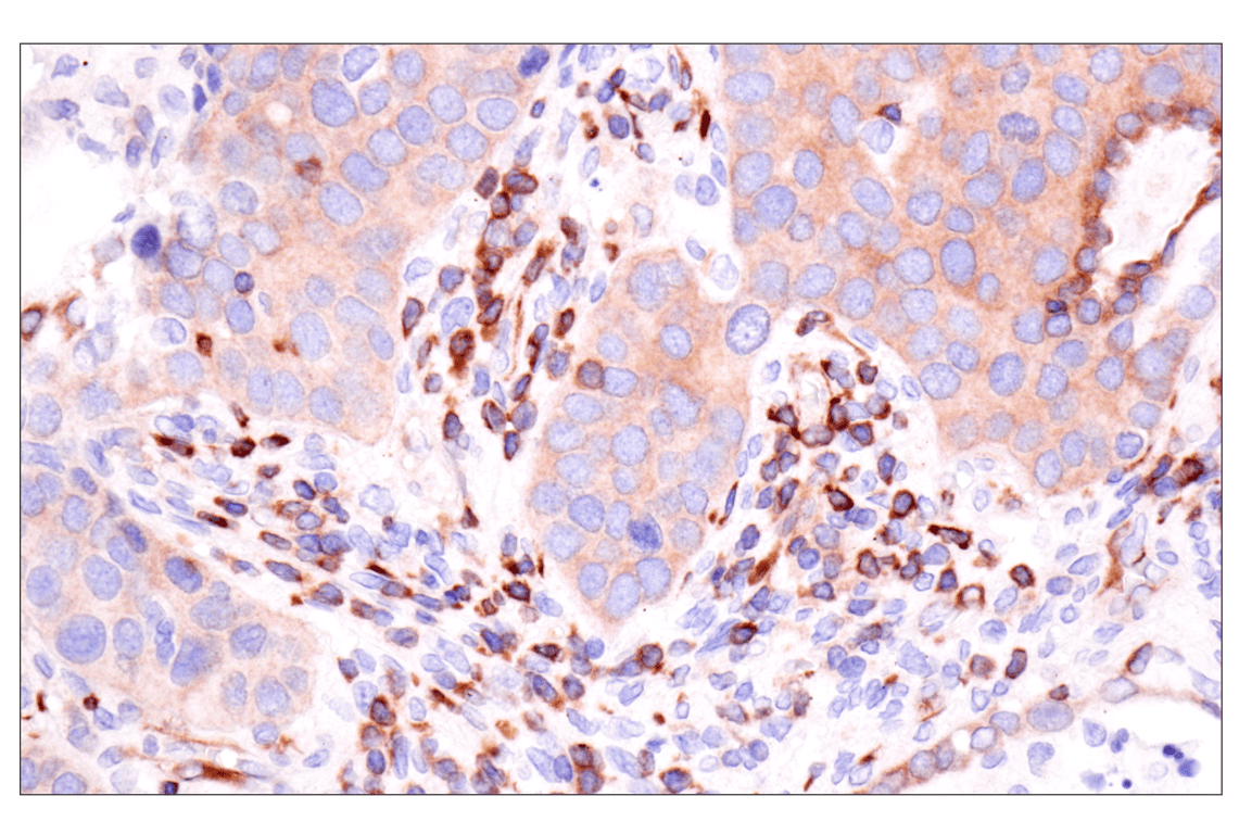 Immunohistochemistry Image 1: SPAK (F7T1K) Rabbit Monoclonal Antibody