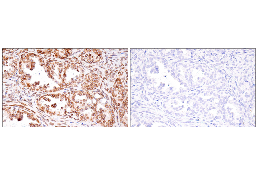 Immunohistochemistry Image 8: Lamin B1 (E6M5T) Rabbit Monoclonal Antibody