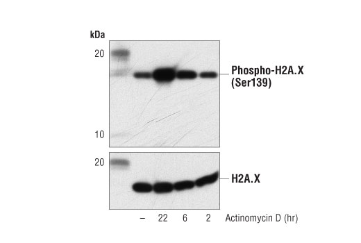 Actinomycin D: Image 1