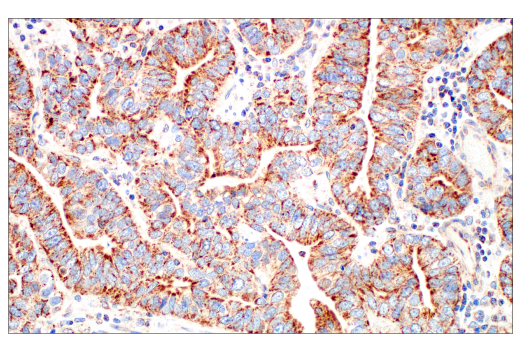 Immunohistochemistry Image 6: TFAM (D5C8) Rabbit Monoclonal Antibody