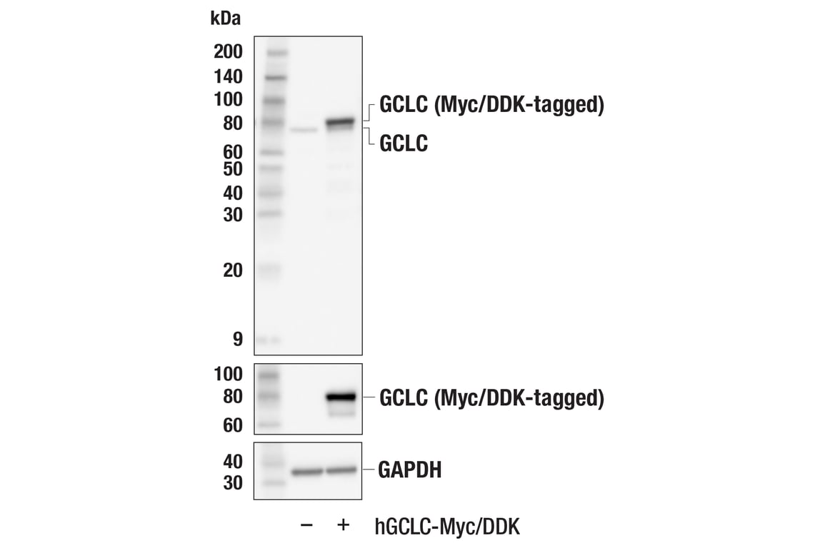 Western Blotting Image 3: GCLC (E2Y7D) Rabbit Monoclonal Antibody