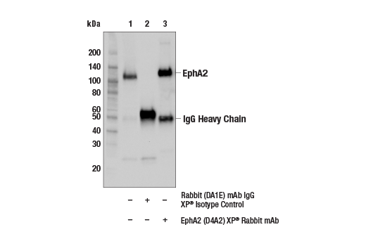 Immunoprecipitation Image 1: EphA2 (D4A2) Rabbit Monoclonal Antibody