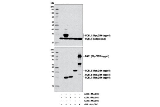 Western Blotting Image 3: UCHL1 (D3T2E) Rabbit Monoclonal Antibody (Biotinylated)
