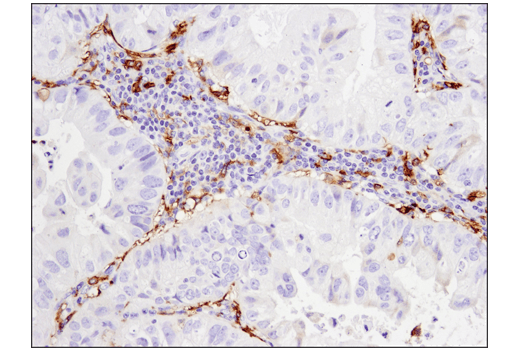 Immunohistochemistry Image 2: CD14 (D7A2T) Rabbit Monoclonal Antibody (IHC Formulated)
