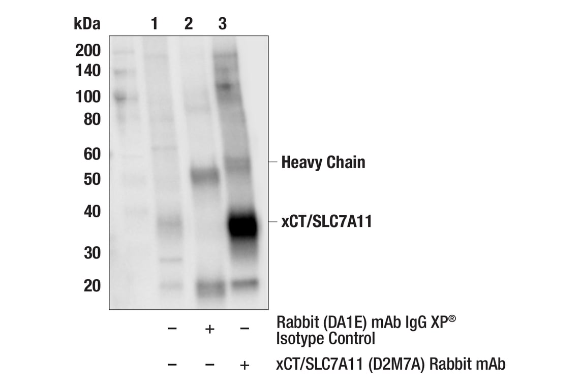 Immunoprecipitation Image 1: xCT/SLC7A11 (D2M7A) Rabbit Monoclonal Antibody