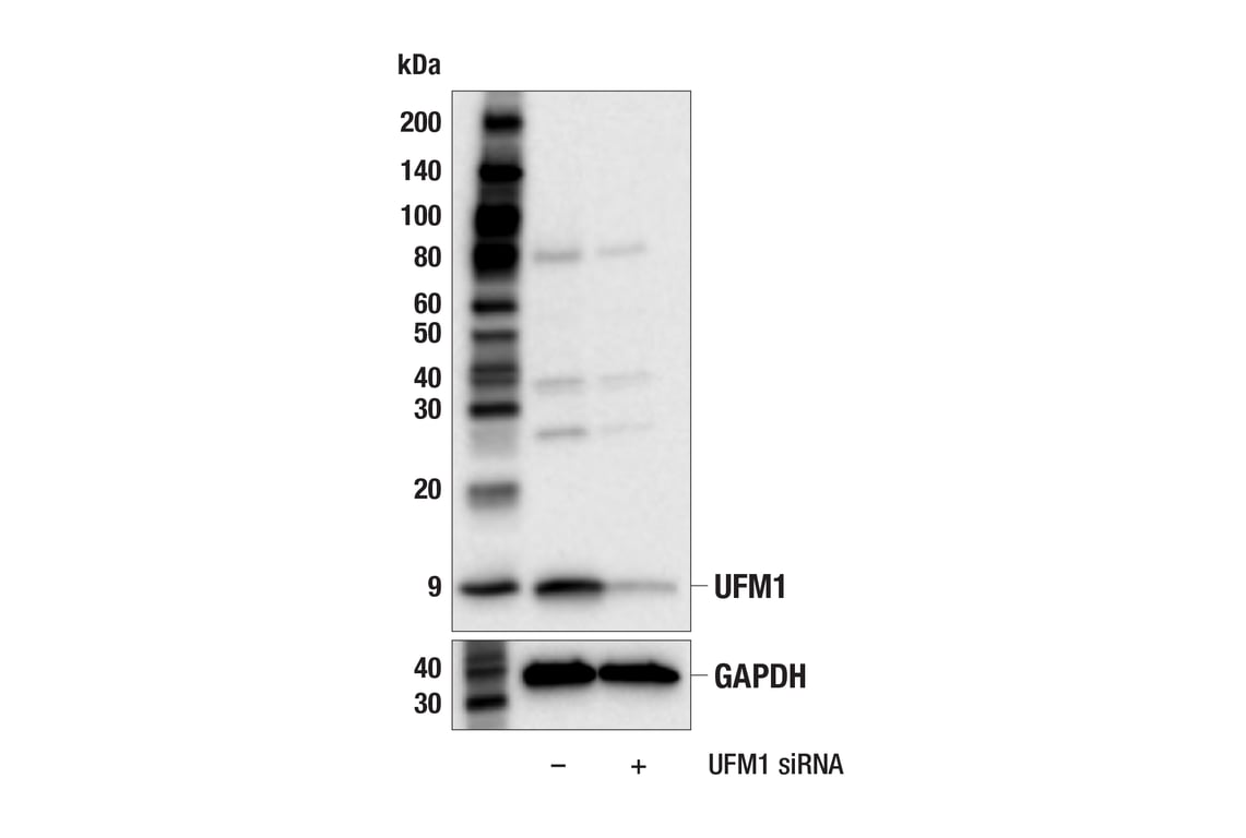 Western Blotting Image 2: UFM1 (F9J1A) Rabbit Monoclonal Antibody