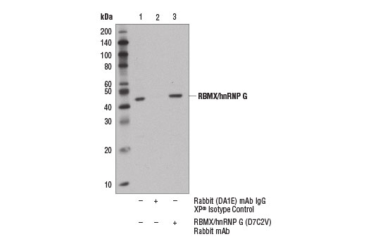 Immunoprecipitation Image 1: RBMX/hnRNP G (D7C2V) Rabbit Monoclonal Antibody