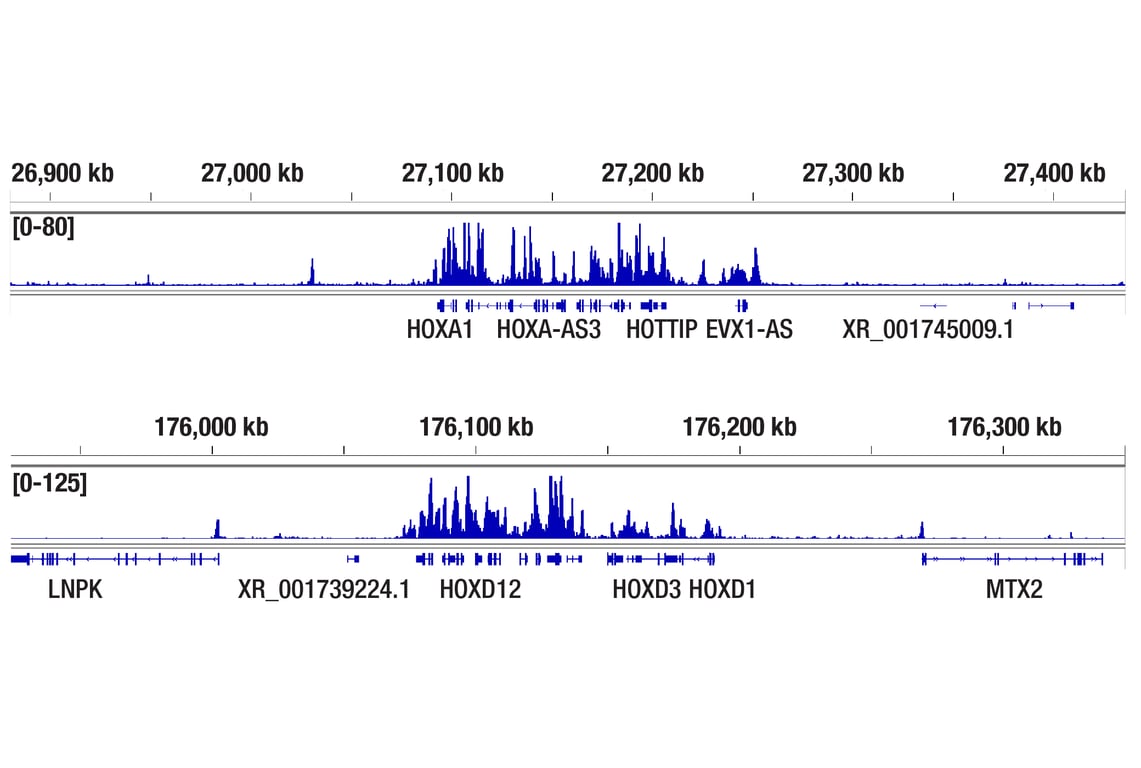 6/7①かい@プロフ◆BJ×2（svn、oct） cFos Antibody (9F6) | Cell Signaling Technology