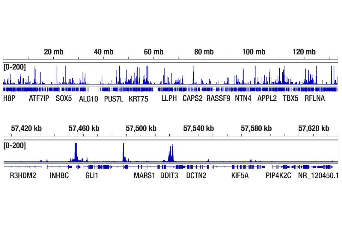 CUT & Tag Image 2: ATF-4 (D4B8) Rabbit Monoclonal Antibody