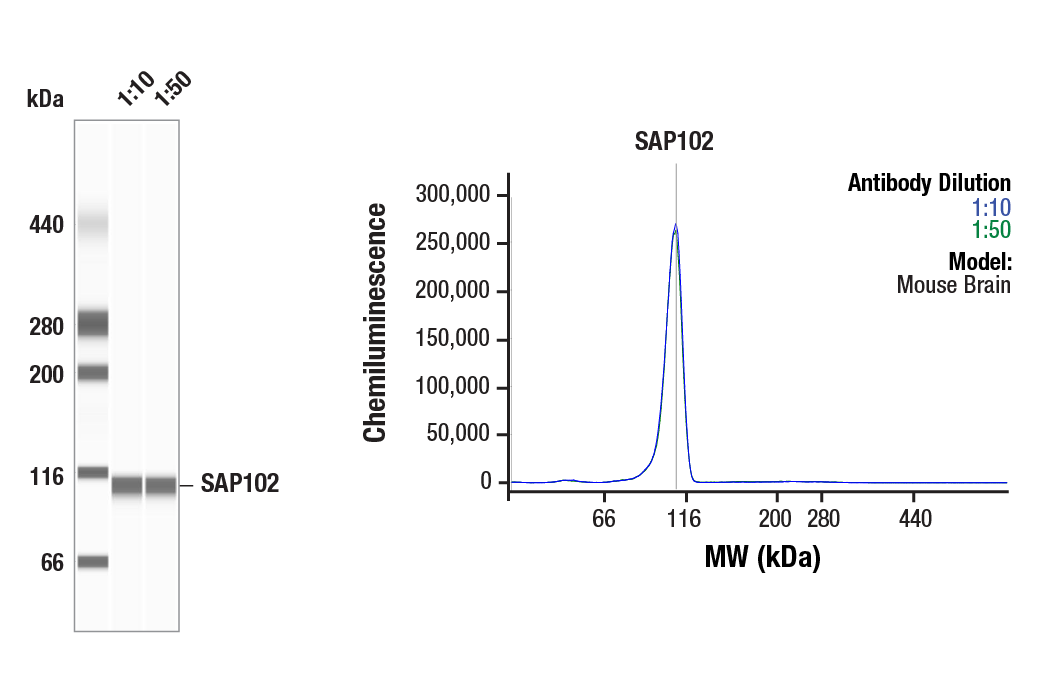 Western Blotting Image 1: SAP102 (A7R8L) Rabbit Monoclonal Antibody