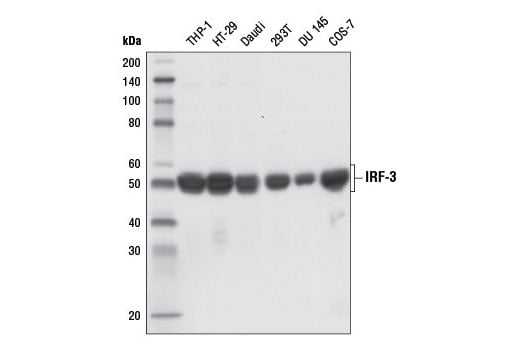 undefined Image 11: Rig-I Pathway Antibody Sampler Kit