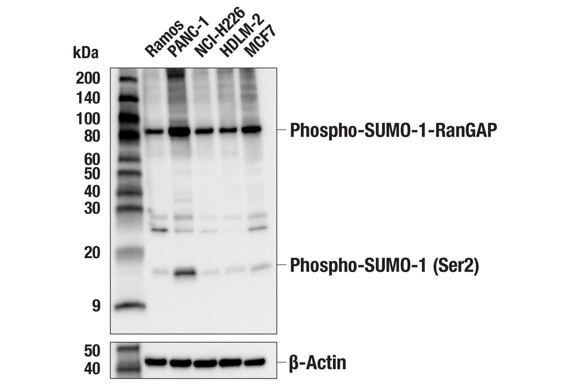 Western Blotting Image 2: Phospho-SUMO-1 (Ser2) (F9B6U) Rabbit Monoclonal Antibody
