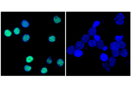 Immunofluorescence Image 2: AML1 Antibody