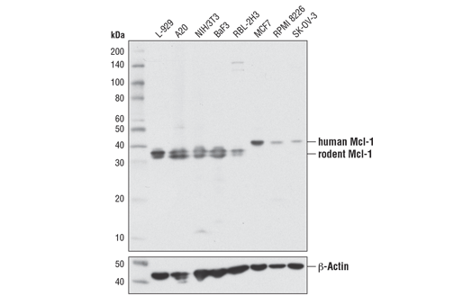 Western Blotting Image 2: Mcl-1 (D2W9E) Rabbit Monoclonal Antibody