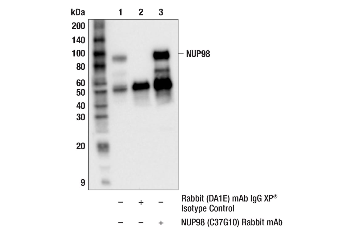 Immunoprecipitation Image 1: NUP98 (C37G10) Rabbit Monoclonal Antibody