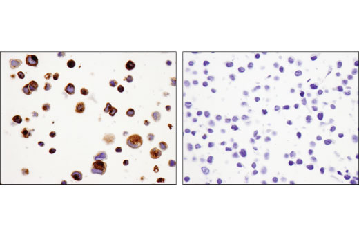 Immunohistochemistry Image 3: FGF19 (D1N3R) Rabbit Monoclonal Antibody