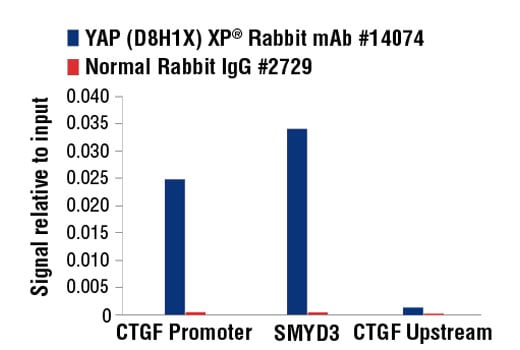 Chromatin Immunoprecipitation Image 3: YAP (D8H1X) Rabbit Monoclonal Antibody