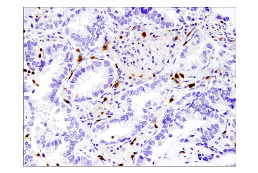 Immunohistochemistry Image 2: Arginase-1 (D4E3M) Rabbit Monoclonal Antibody (BSA and Azide Free)