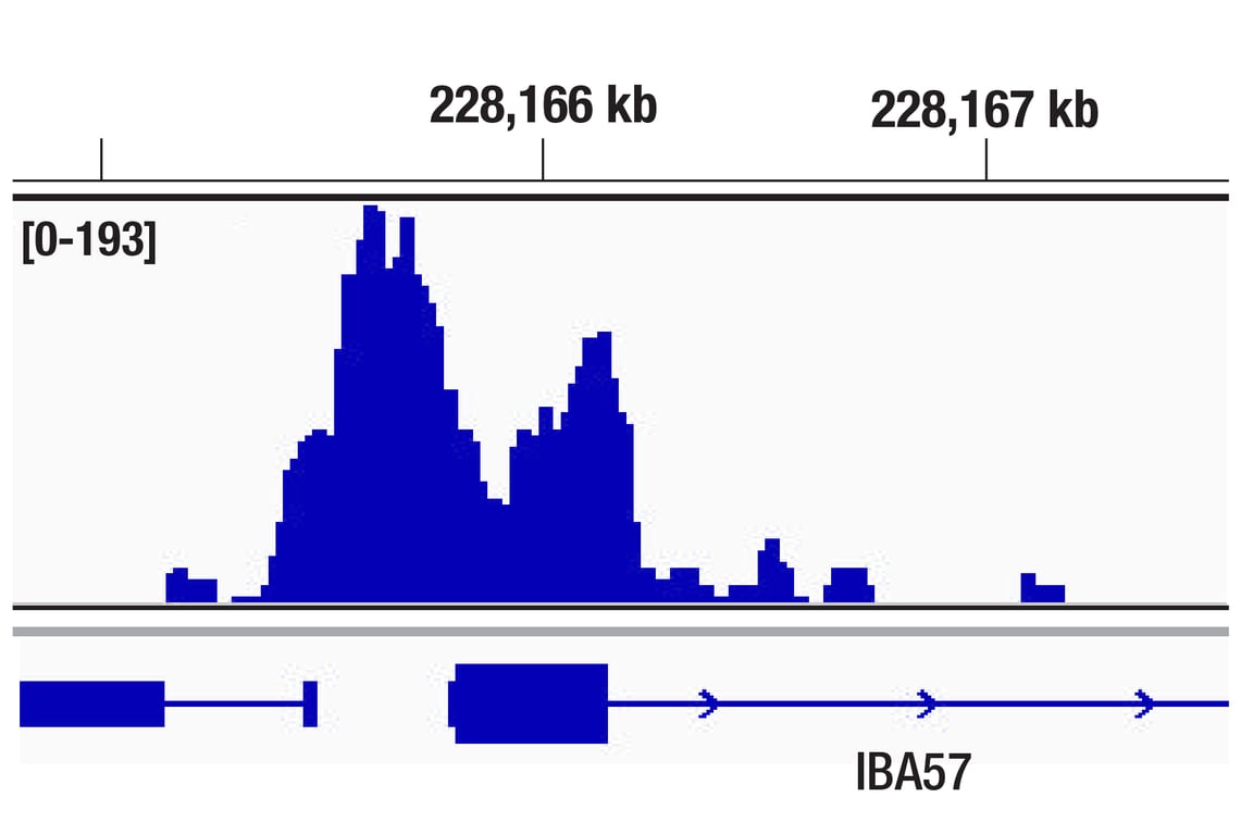 CUT & Tag Image 1: NRF1 (D9K6P) Rabbit Monoclonal Antibody