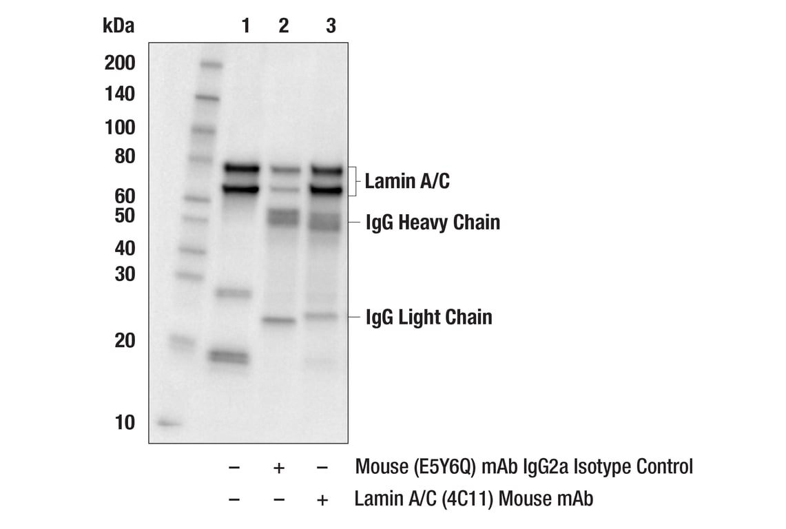 Immunoprecipitation Image 1: Lamin A/C (4C11) Mouse Monoclonal Antibody