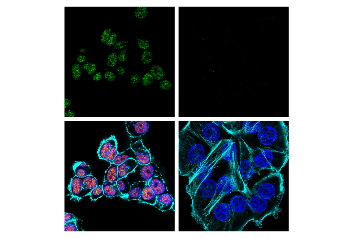 Immunofluorescence Image 1: PMS2 (E9U4P) Rabbit Monoclonal Antibody