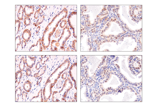 Immunohistochemistry Image 1: Notch2 (D76A6) Rabbit Monoclonal Antibody (BSA and Azide Free)