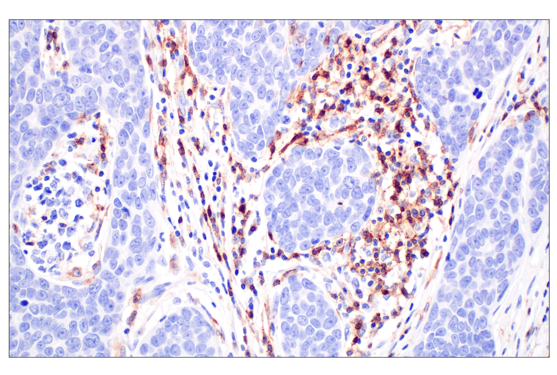 Immunohistochemistry Image 2: CD4 (MSVA-004R) Rabbit Monoclonal Antibody (BSA and Azide Free)