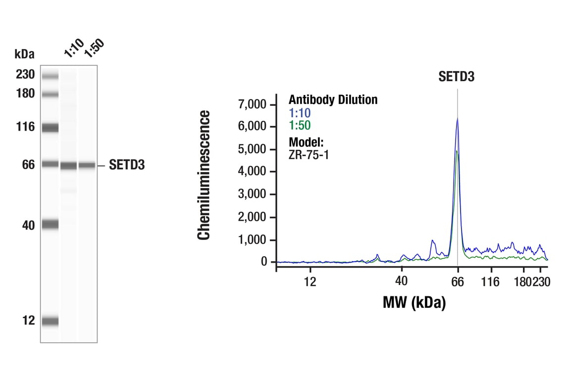 Western Blotting Image 1: SETD3 (E3U6D) Rabbit Monoclonal Antibody