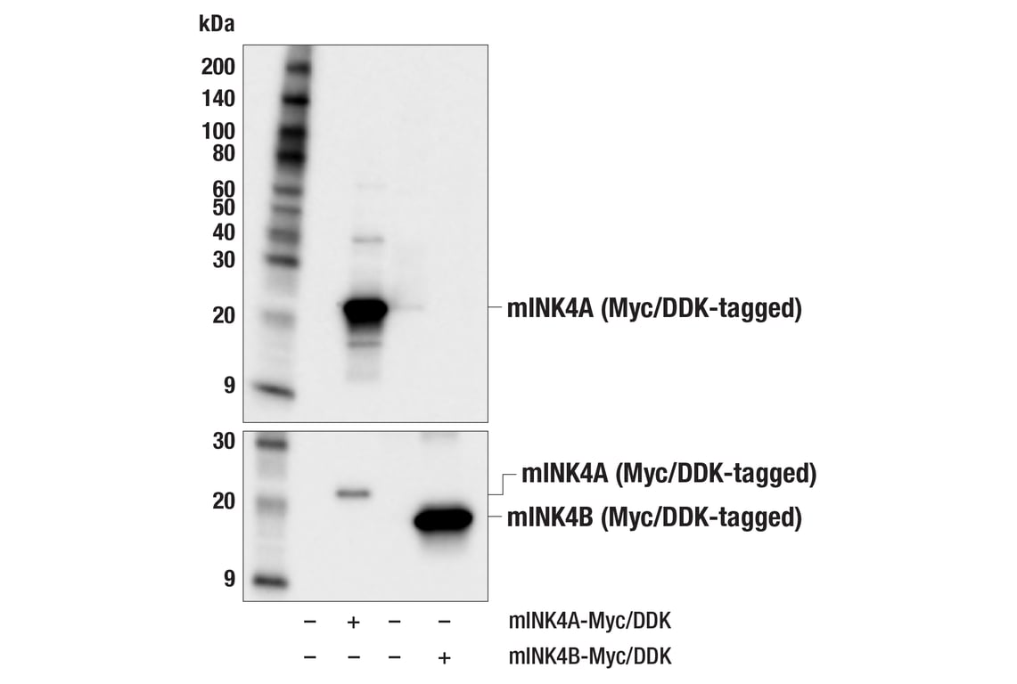 Western Blotting Image 2: p16 INK4A (F2T7H) Rabbit Monoclonal Antibody