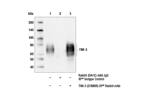 Immunoprecipitation Image 1: TIM-3 (D3M9R) Rabbit Monoclonal Antibody